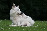 BERGER BLANC SUISSE - ADULTS ET PUPPIES 053